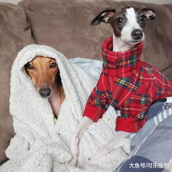 本是餐馆的“肉狗”，却被摄影师及时救下，还进入时尚圈拍了广告