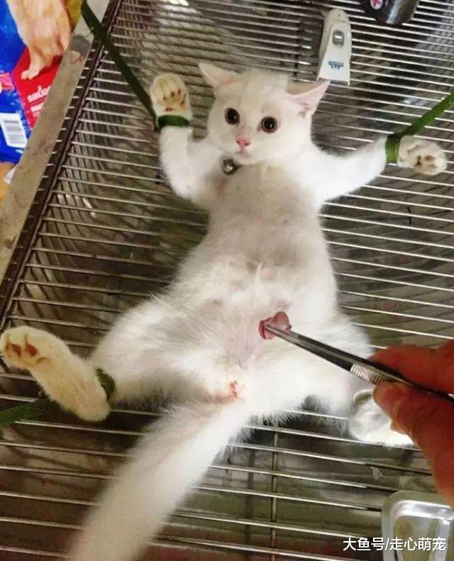 猫咪被拉去绝育, 回来后要找警察: 警察叔叔有人偷我东西!