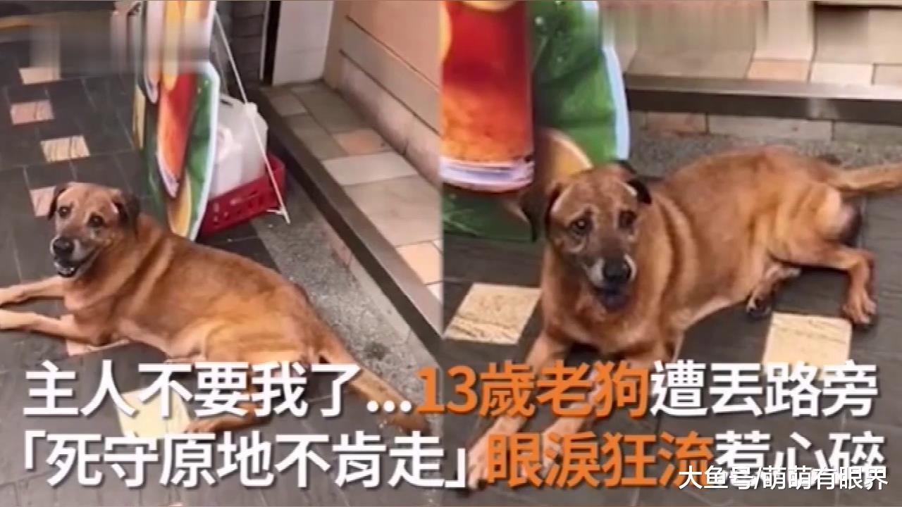 13岁狗狗又老又病，遭主人丢弃路旁，眼泪狂流，仍死守原地不肯走……