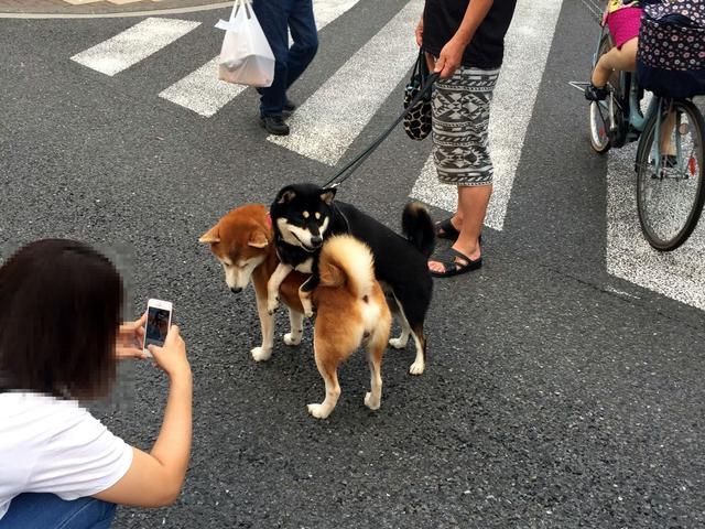 日本新晉網紅柴犬，黑柴從不認真走路，只想讓黃柴哥哥背著走