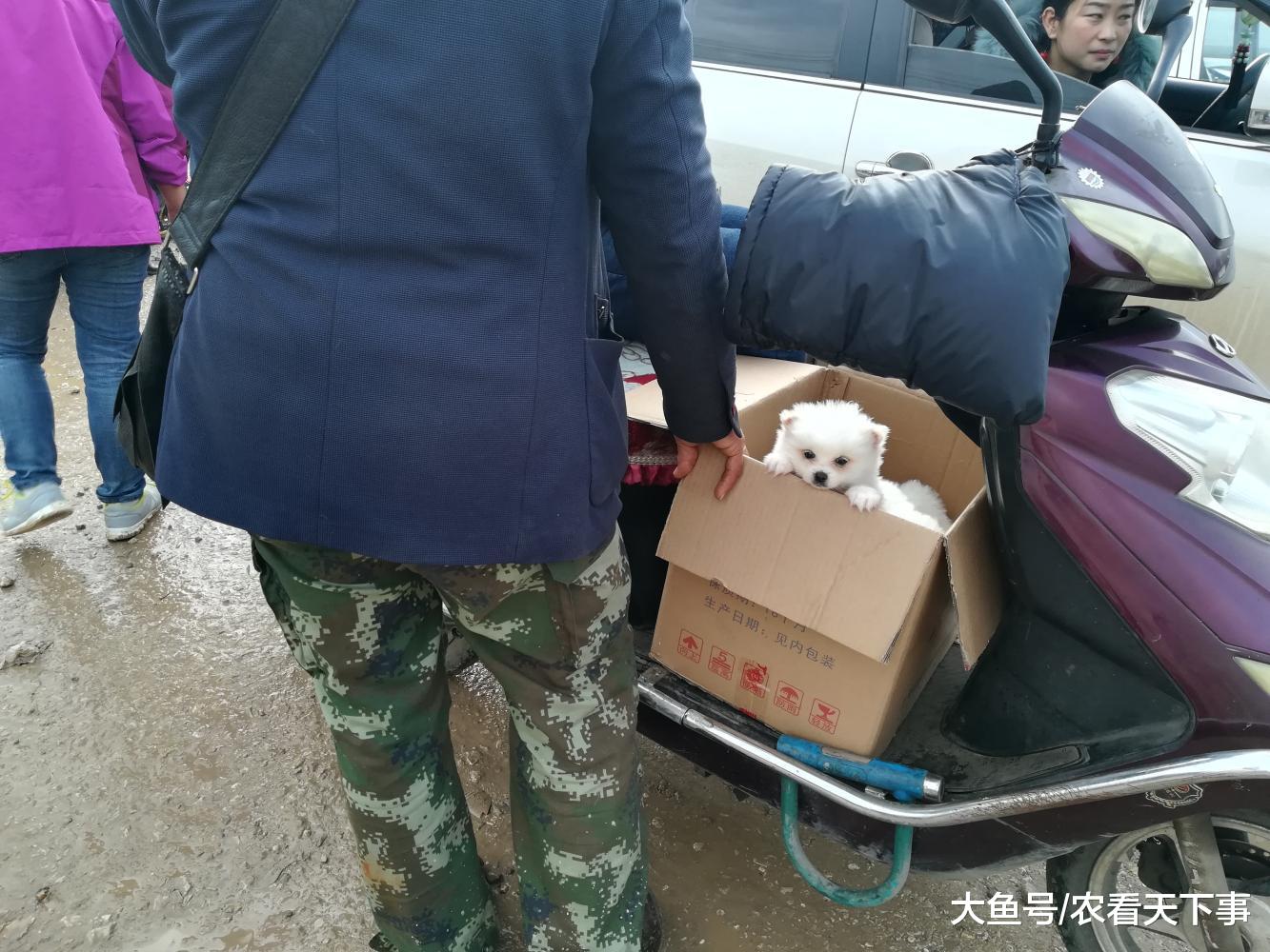 男子帮朋友到狗市买博美犬, 商贩开出千元高价!