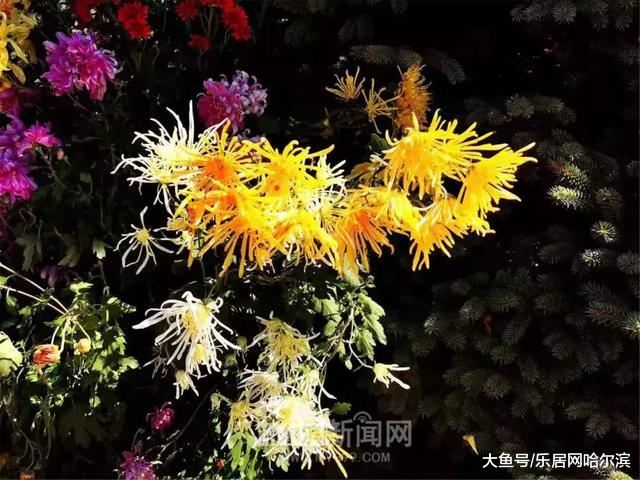 中国亭园补植更换大量盛开的菊花丨等你来逛拍逛拍过十一