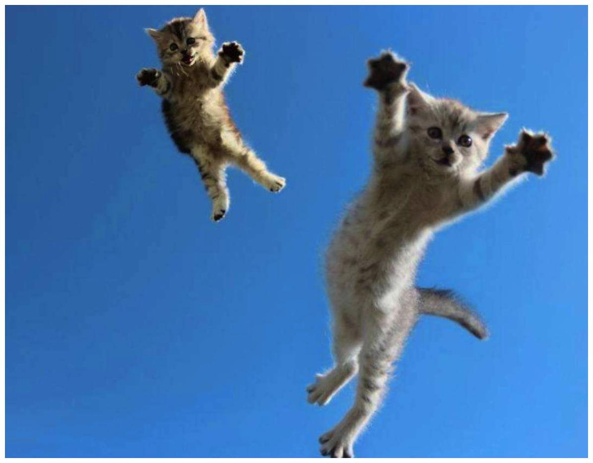 猫咪每一次跳跃都经过它精妙计算，不会出错？那这算啥