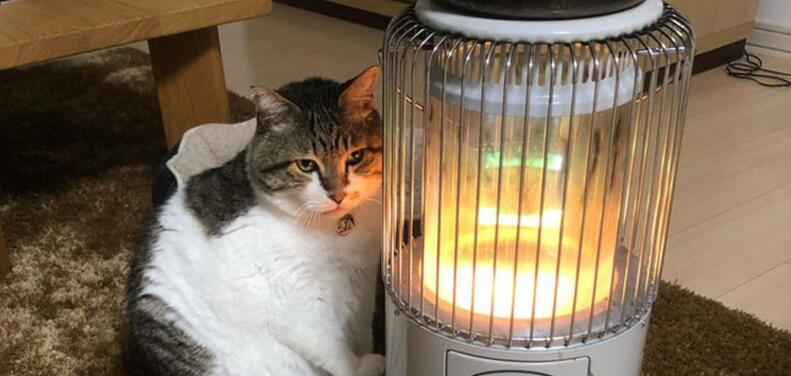 别往卧室里放这几样东西，它们不仅会让人生病，而且会散发毒气！