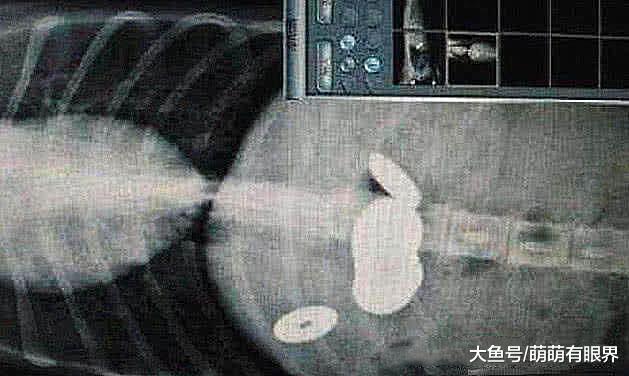 把二哈送回村，几天后不吃不喝，带去医院检查，兽医说它在藏宝……
