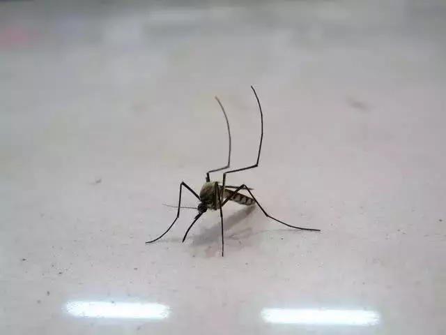 全世界“杀人”最多的5种动物, 这个排名让人很意外