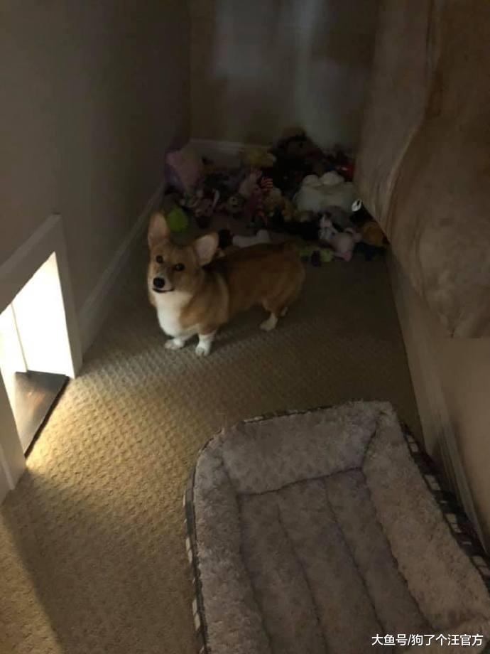 学校表白墙直播狗狗安全，这是一群什么天使啊