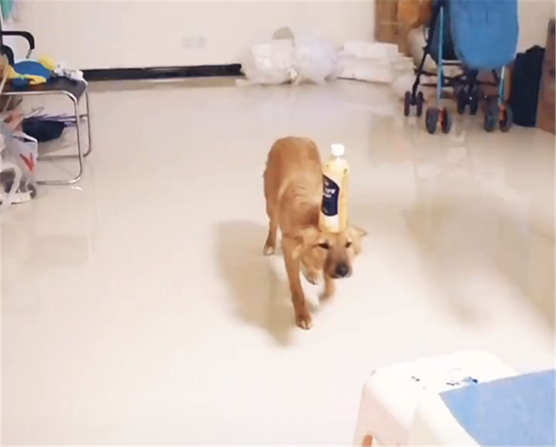 田園犬為小主人表演節目，用頭頂水瓶爬板凳，網友：穩如老狗……