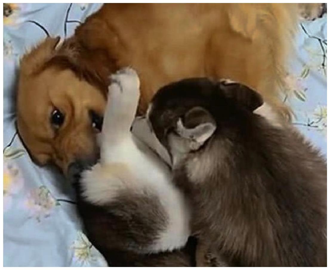 二哈啃了主人一口, 保镖金毛当场发飙: 还想不想干了?