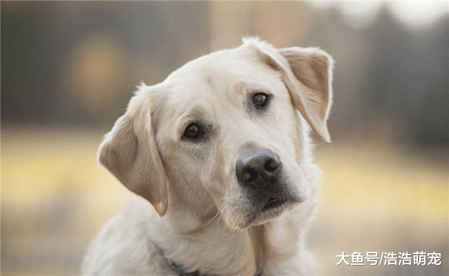 會做下面5件事的狗狗，說明它的智商很高，你家的占了幾個？
