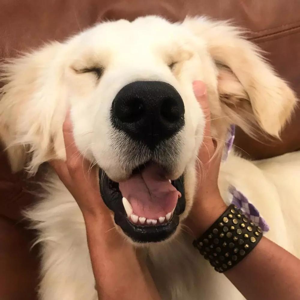 狗子自从不小心打开了前置摄像头, 便一发不可收拾...