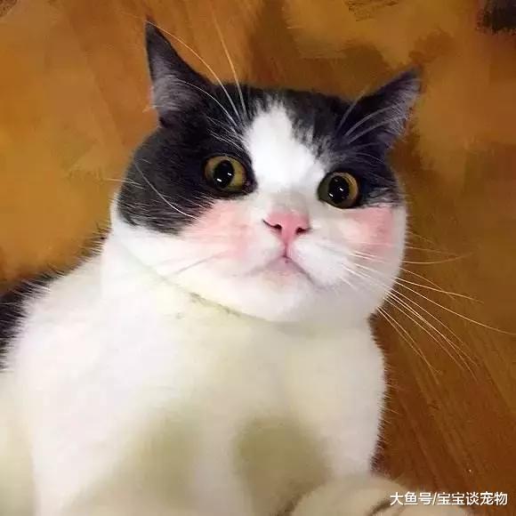 化了妆的猫，就像化了妆的女人一样不可信！