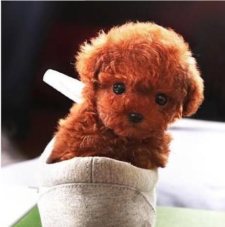内行人告诉你怎么挑选纯种的泰迪犬, 一看一个准!
