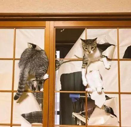 自从养猫后就可以告别纸门了, 否则每天都是这种画面...