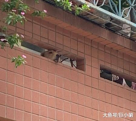 金毛趴洞探头迎接，一叫狗狗名字就出来，主人：也要变网红景点？