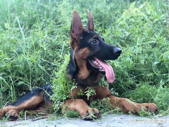 德牧偷偷跑出来玩，害怕被主人找到，它还知道隐蔽起来