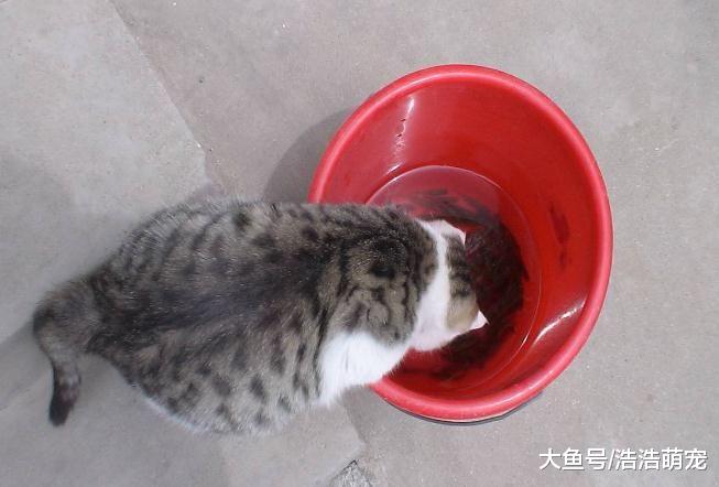 猫咪在水产市场偷鱼，被人们默认，店家还专门为它准备一些食物