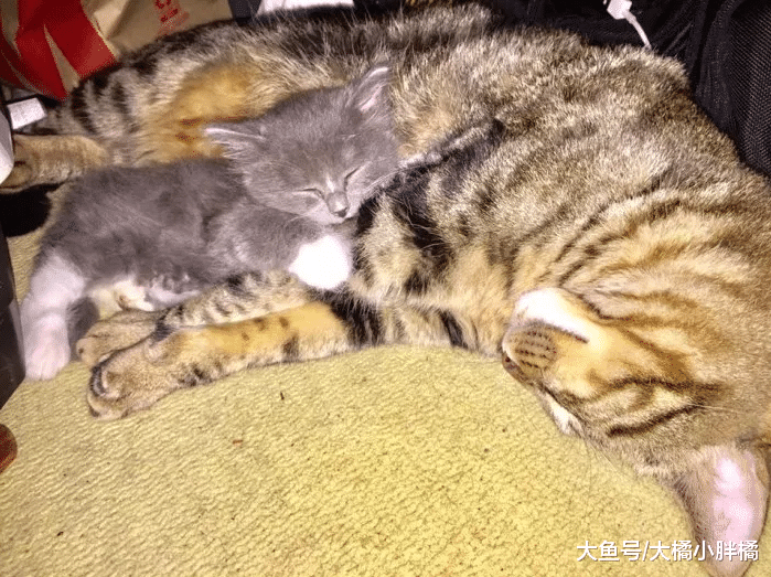 小猫害怕治疗，另一只猫主动上前安慰，从此结下彼此一生的缘分