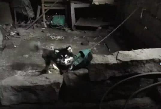 男子到農村趕集，突然被一個人拉住，神神秘秘的問他要不要狗，說是名貴的狗