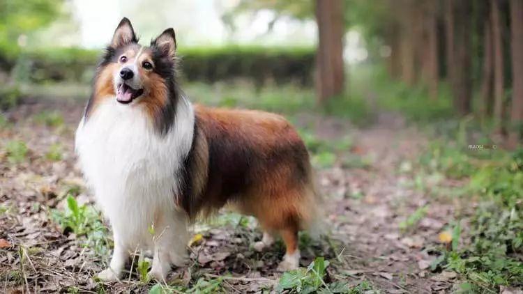 你知道你的爱犬属于哪一类吗？最全的狗狗分类都在这