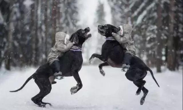 狗狗打架的真正原因你知道吗？