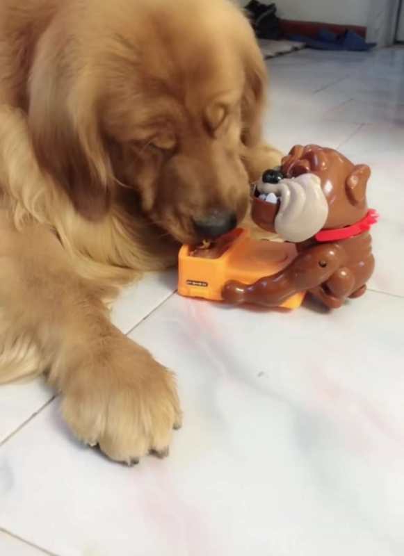 主人拿一只会动的玩具整蛊金毛, 金毛的反应亮了