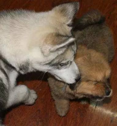 哈士奇靠着体积庞大，竟抢小藏獒的食物，结果悲剧发生了！