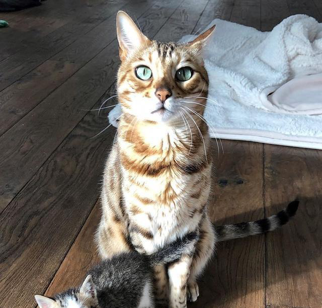 小猫出生就成流浪猫，被救助后因为害怕不敢喝奶，原住猫暖心安慰