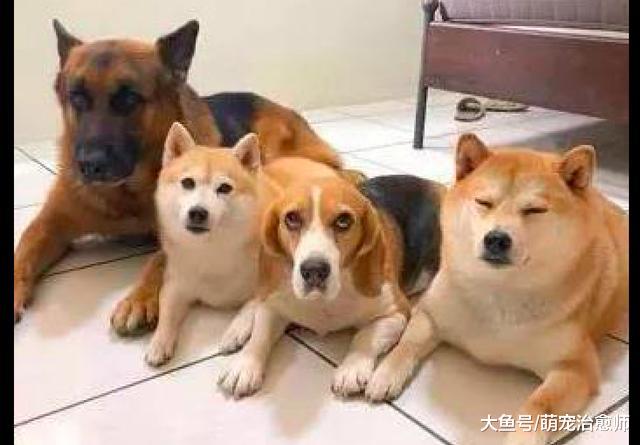 因为下雨没法遛狗，4只狗坐在门口郁闷，主人只好拿平板来安慰！