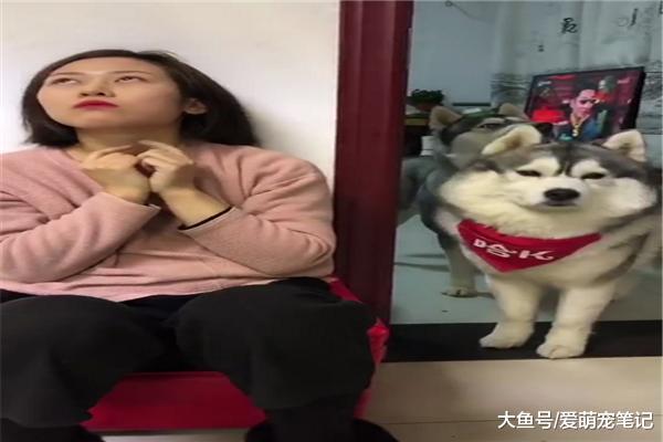 网友怕哈士奇抢鸡腿, 就利用定滑轮原理让狗狗望腿兴叹, 太有才了