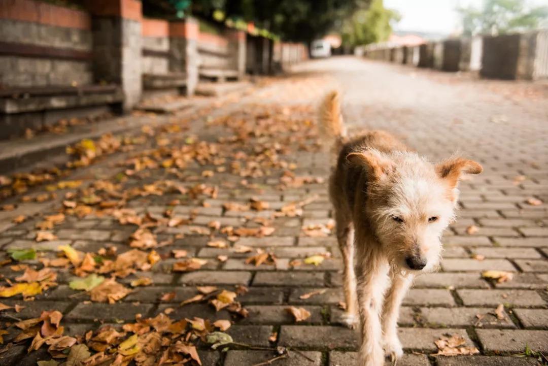 今年的玉林狗肉节，格外平淡！