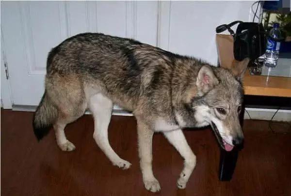 夫妇救下一头母狼，带回家被狗狗看上了，生下宝宝后主人傻眼了