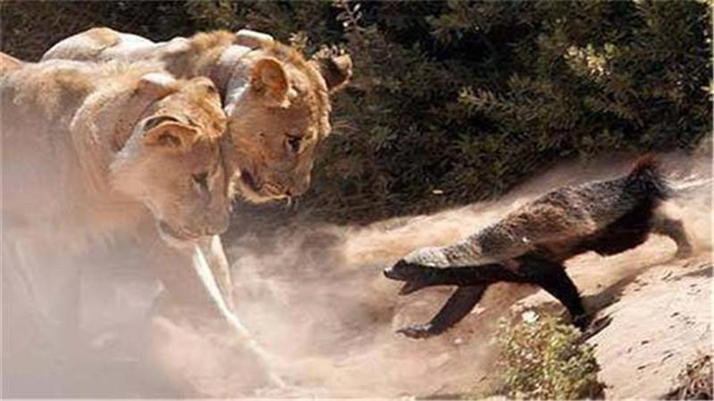 蜜獾智商上线，“平头哥”摇身一变成“越狱哥”，管理员：困不住