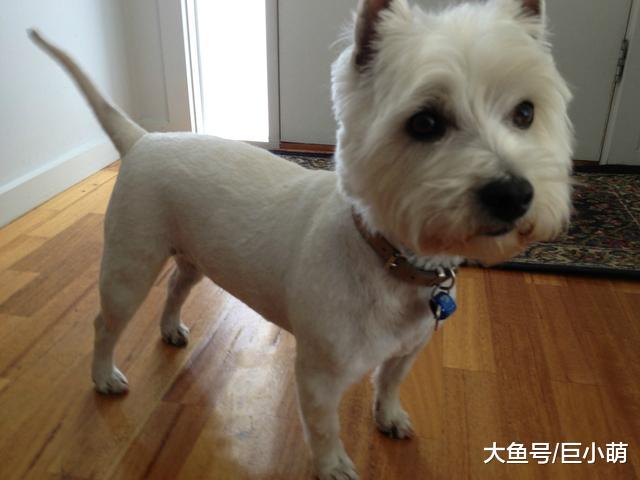 夏天给狗狗全剃光，不仅丑还容易得皮肤病，但总有主人带狗剃毛