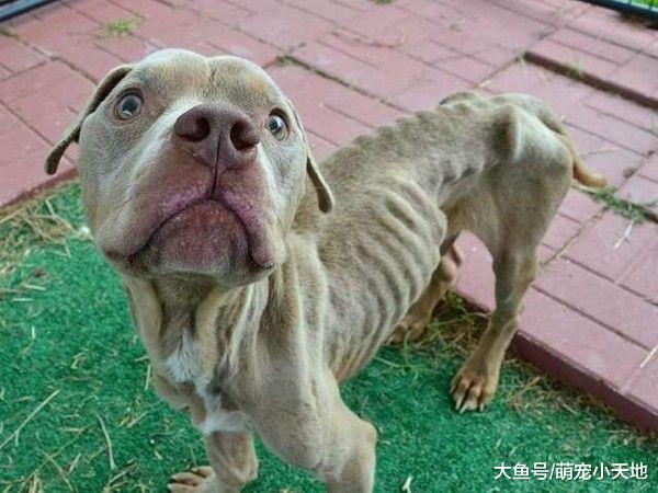 骷髅比特犬关笼子里渴饿一周, 被救1个月后长出幸福肥满脸笑容
