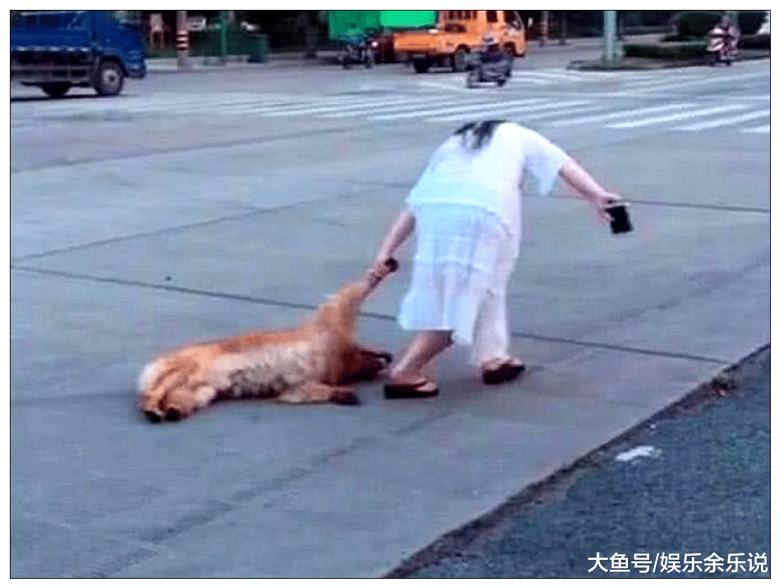 狗狗被主人当街拖行，路人以为虐狗连忙制止，得知原因后，顿时笑喷