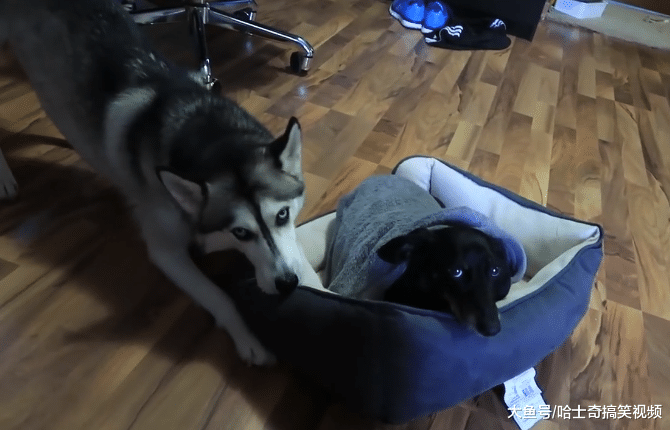 二哈窩被搶走，結果它開啟“拆家”模式，狠起來自己窩都拆