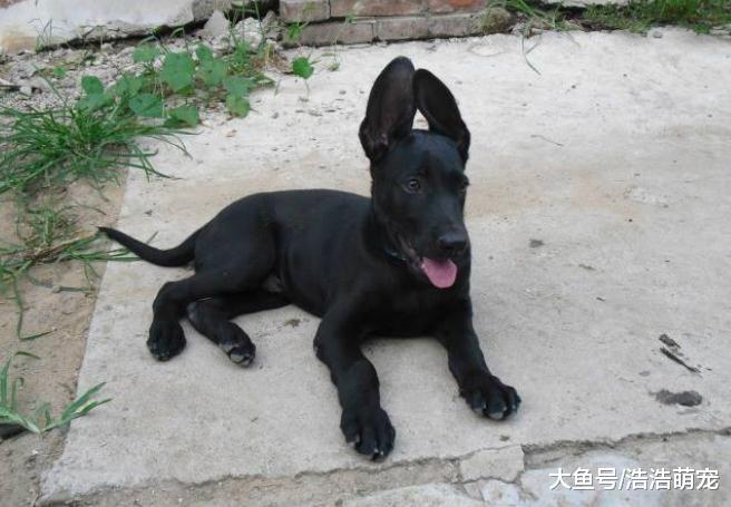 东北最后欢迎的两种狗，尤其第一种，工作能力丝毫不比警犬差
