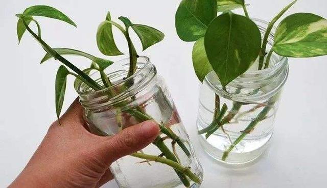 一盆绿萝，枝条剪成10节，一节扦插一棵，一棵变多棵，绿油油！