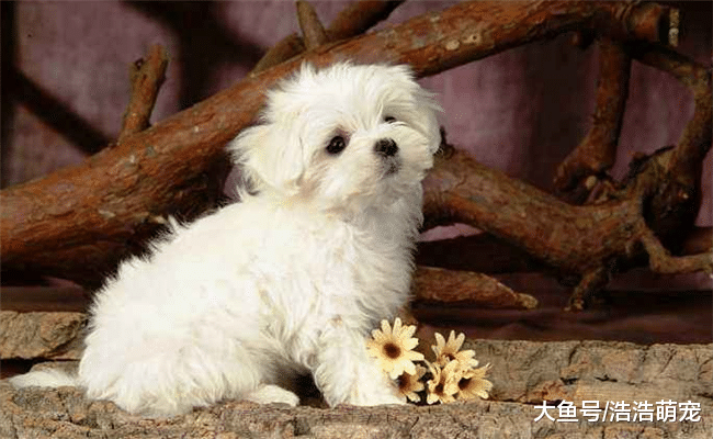 最适合城里人养的5种狗, 都比较省事, 最后一个几乎没有异味