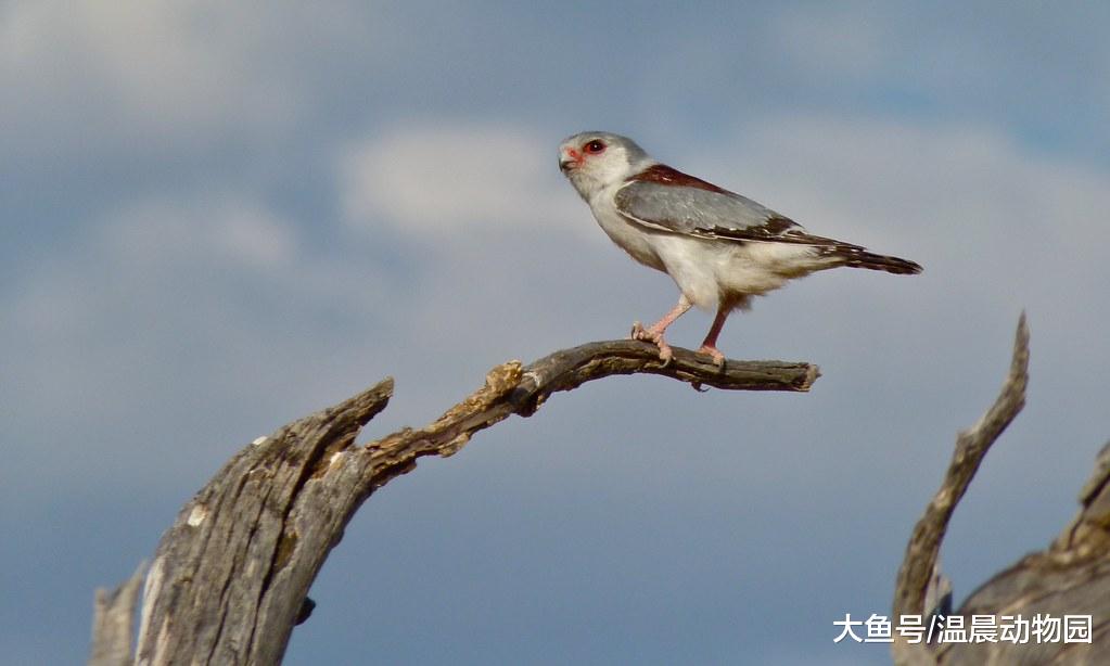 猛禽都很威武帅气？不，长相乖萌的非洲侏隼就是猛禽中的一股清流