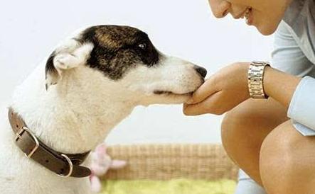 狗狗离不开主人，还是主人离不开狗狗，这难道就是分离焦虑症吗？