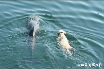 狗狗在船上看到海豚，激动的一跃而下，与海豚一起玩了起来