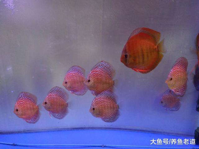 鸡肝、鸭肝、牛心、猪心还有一些海产品，都可以投喂观赏鱼吗？