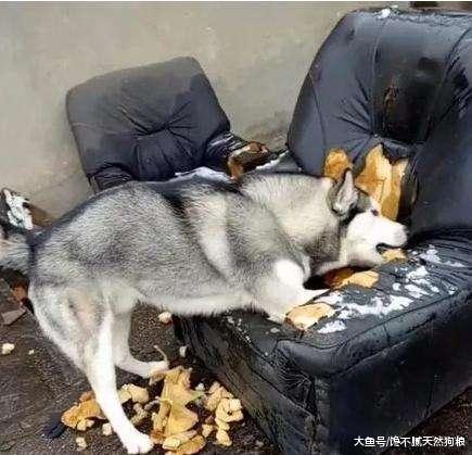 月薪过万都不敢养的5种狗，除非家里有矿，否则真的养不起！