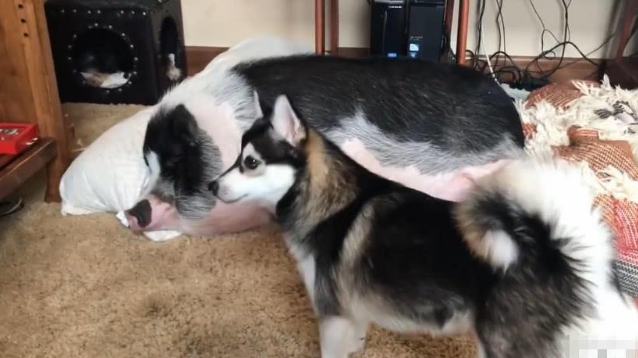 猪在睡觉，二哈想尽了办法，就是要把猪推醒