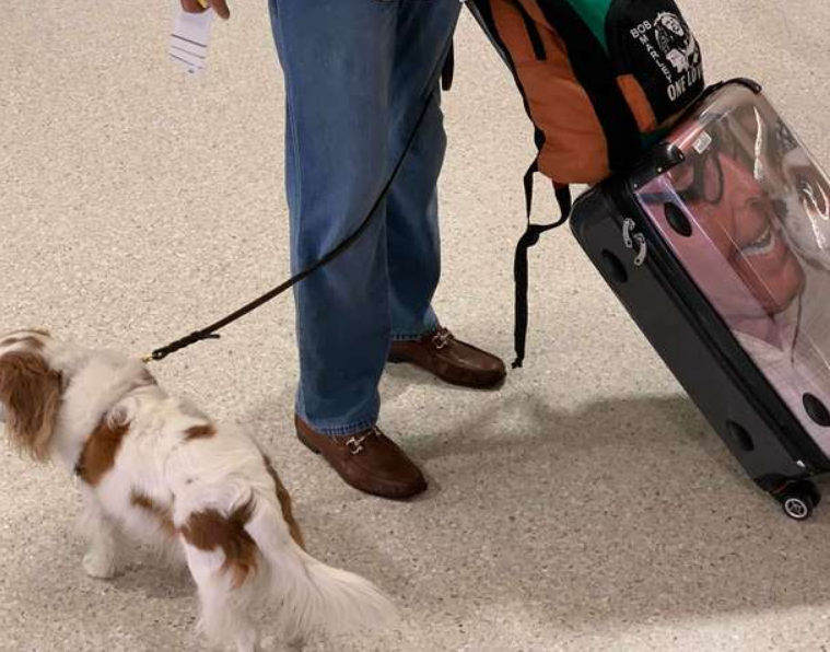 狗狗坐在飞机头等舱里，引来乘客好奇观望，狗：主人给我买了票