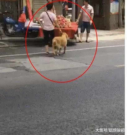 大妈拉着金毛买火龙果 远远看着好像有点异样 靠近一看后笑得腹痛