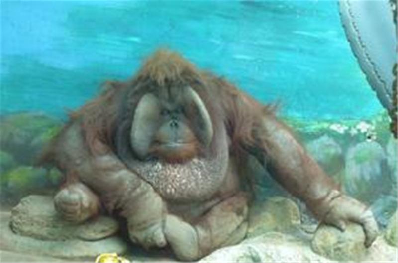 盘点三种神秘未知的生物，第一曾有人拍到？你听说过几个？