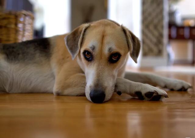 为什么狗狗会呜呜叫？可能是焦虑，轻松教会主人制止狗狗呜呜叫